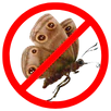 Moth Control Langwarrin
